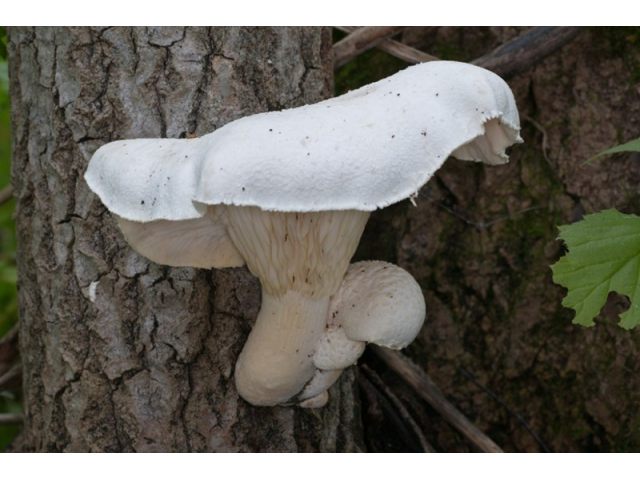 Мицелий Вешенки дубовой (Pleurotus dryinus) Мицелий Вешенки дубовой (Pleurotus dryinus)